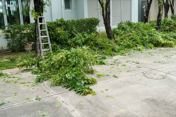 How Our Tree Care Process Works  in  Cheltenham Village, PA